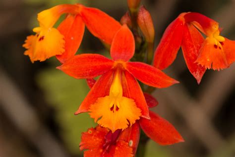 Epidendrum Radicans Jardin Colombia LuckyLogan Flickr