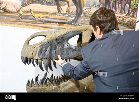 Torvosaurus Skeleton