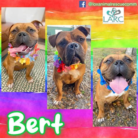 South Florida Pet Adoptions
