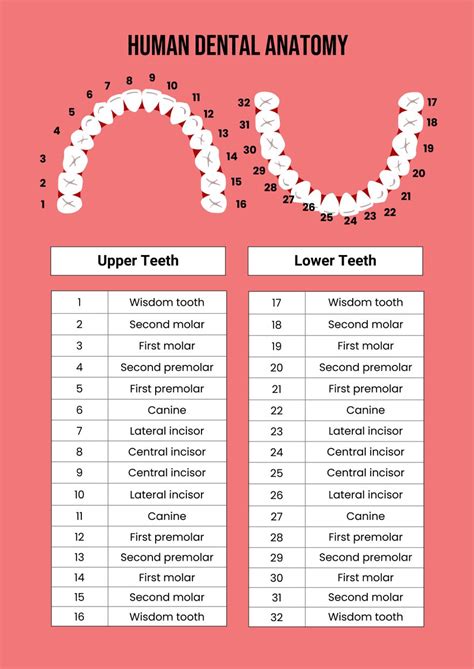 Equine Dental Chart In Illustrator Pdf Download