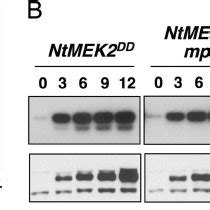 Camalexin Induction After MPK3 MPK6 Activation In Conditional