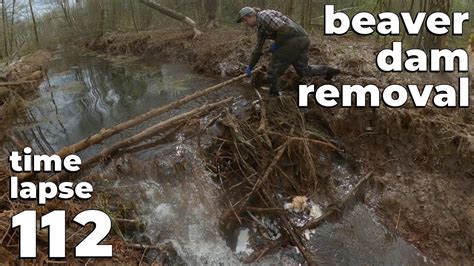 Manual Beaver Dam Removal No 112 Time Lapse Version YouTube