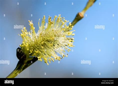 Salix Caprea Pussy Willow Catkin Stock Photo Alamy