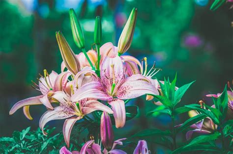 Pink Spring Blossoming Lily Flowers Background Stock Photo Image Of