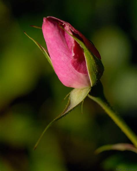 Poem : Rosebud, a flower of God's design