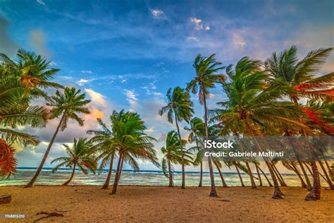 Colorful Sunset In Bois Jolan Beach In Guadeloupe Stock Photo ...
