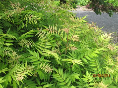 Sorbaria Sorbifolia 'Sem' - Pépinière Cramer Inc.