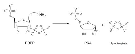 The Enzyme Phosphoribosyl Pyrophosphate Synthetase PRPP Syn Quizlet