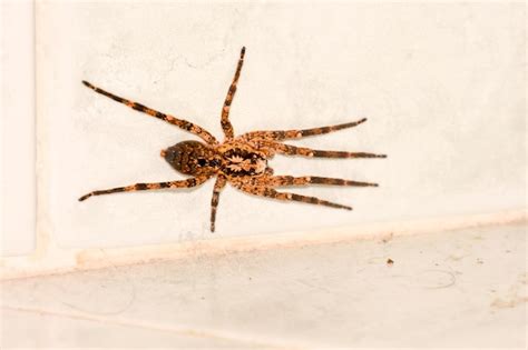 Premium Photo Spider On The Wall