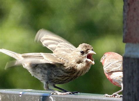 House Finch