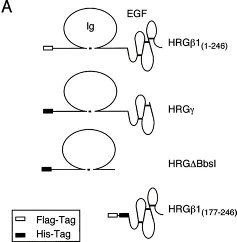 Diagram Of Hrg Isoforms And Their Detection A Schematic