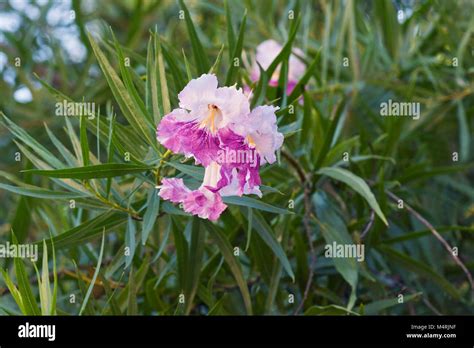 Desert willow (Chilopsis linearis Stock Photo - Alamy