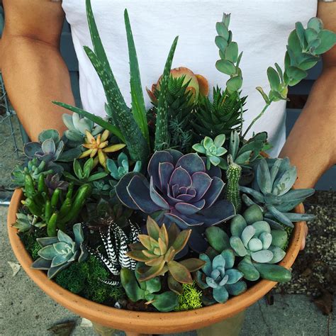 Succulent arrangement bowl ♥️ | Succulent arrangements, Succulents, Plants