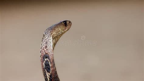 Indian Spectacled Cobra Snake Venomous With Its Hood Lat Naja Naja