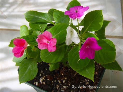 Growing Impatiens Flowers: Shade Lovers for Indoors or Your Patio