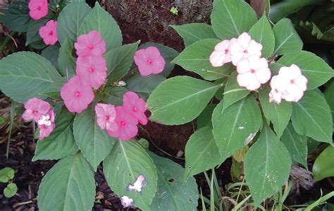 Impatiens Walleriana Leaves