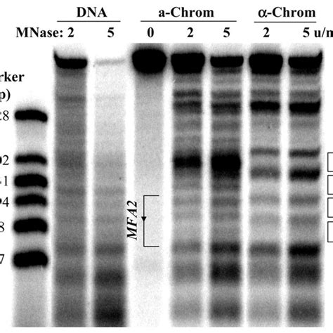 nucleosome positioning    resolution method  amounts  mnase