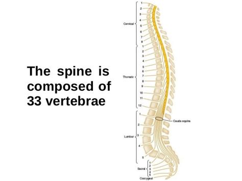 Functional Anatomy of the Spine for Anesthesia