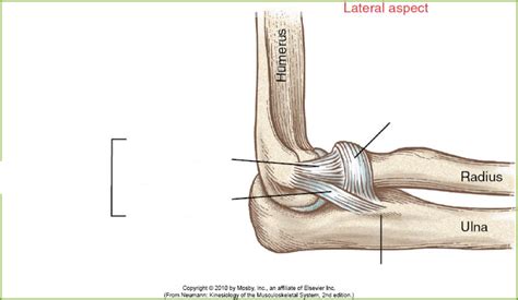 elbow ligaments Diagram | Quizlet