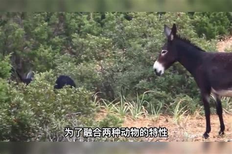 骡子怀孕必死为何骡子无法生育后代原来是“马和驴”惹的祸马和后代骡子