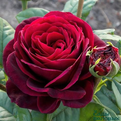 Роза шраб Графиня фон Хайденберг - Сады Беловых