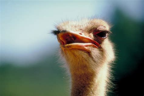 The Habitat & Food Sources of the Ostrich | Animals - mom.me