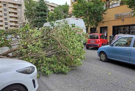 Raffiche Di Vento Sulla Capitale Alberi E Pali Della Luce Caduti