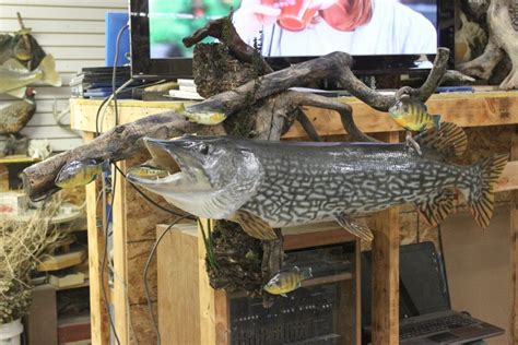 Pike chasing Perch | Dave's School of Taxidermy