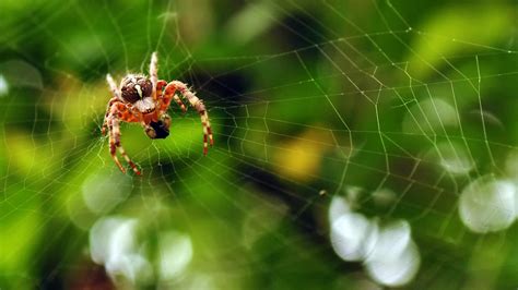 Come Fa Il Ragno A Fare La Ragnatela Olsohaan