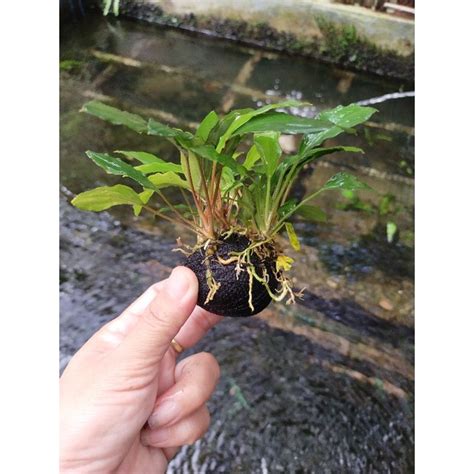 Jual Anubias Sp Media Wabi Kusa Tanaman Aquascepe Shopee Indonesia