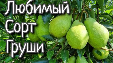 ГРУША СОКРОВИЩЕ - YouTube