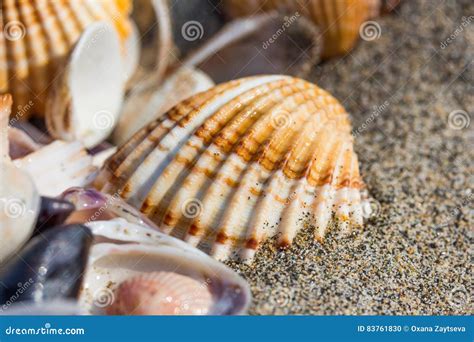 Sea Shell On Sand Beach Close Up Stock Photo Image Of Conch Element