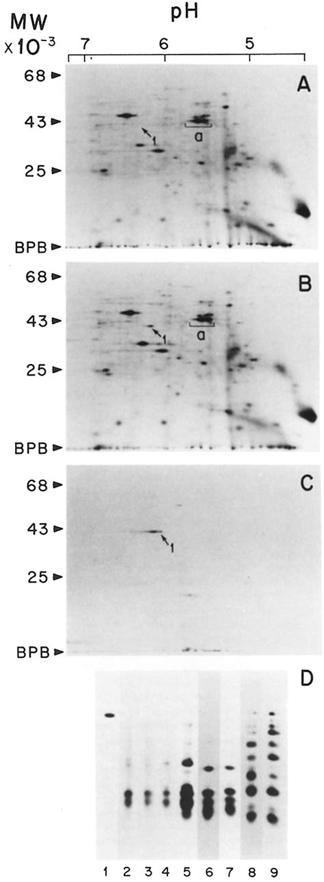 Dexamethasone Mediated Change In Functional Mrna In Hepa Cells A