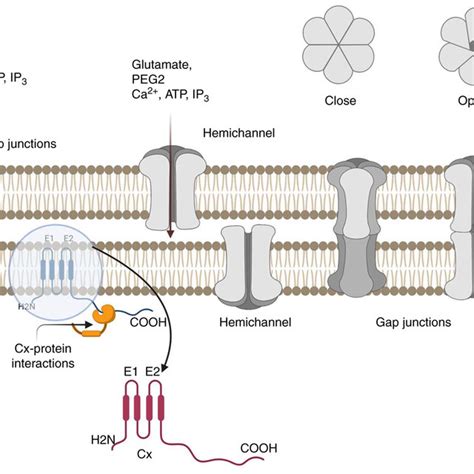 Angiogenesis In Cancer Regulates The Blood Supply To The Tumor The