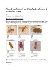 Week 3 Lab Protocol Fly Phenotype Identification And Sex Sorting Course Hero