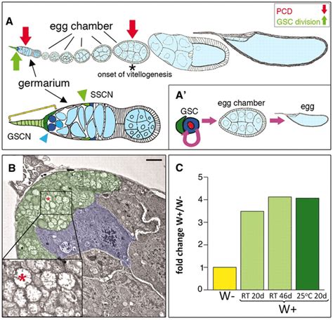 Wolbachia Enhance Drosophila Stem Cell Proliferation And Target The