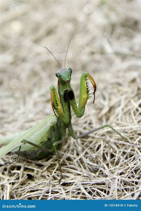 Praying Mantis Stock Photo Image Of Garden Stance Killer 15518418