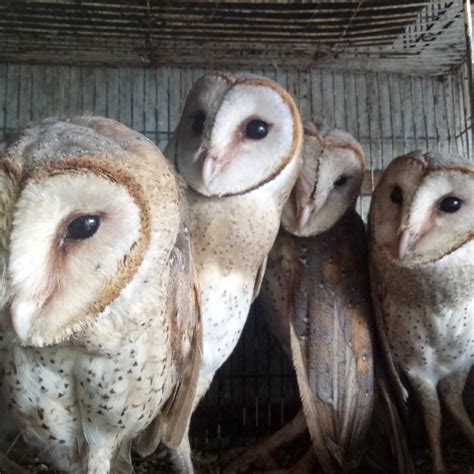 Jual Burhan Burung Hantu Barn Owl Tyto Alba Pembasmi Hama Tikus