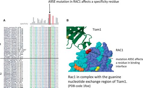 Functional mutation in a predicted specificity position of RAC1 ...