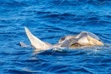 Premium Photo Olive Ridley Sea Turtles Or Lepidochelys Olivacea Performs Mating Ritual