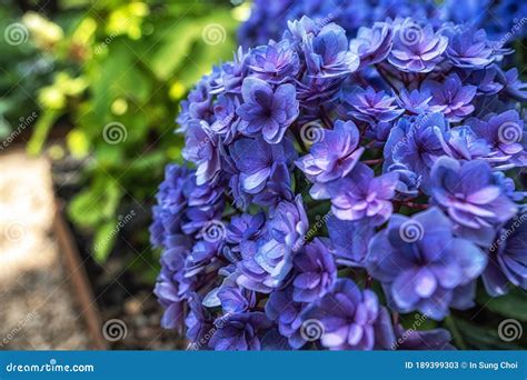 A Hydrangea Macrophylla É Uma Planta Com Flor Azul - Flor Azul De Hydrangea Macrophylla Imagem de Stock - Imagem de coreano ...