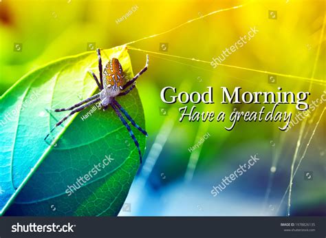 Good Morning Have Great Day Poster Stock Photo 1978826135 Shutterstock