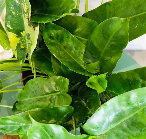 Free Reverted Philodendron Burle Marx Furniture Home Living