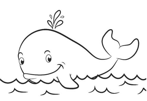 Contoh Sketsa Gambar Ikan Paus Siap Download Dan Diwarnai