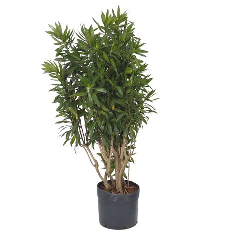 Dracena Reflexa Pleomele Pote Planta Natural Black Friday Leroy Merlin