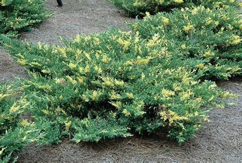 Polegla Kleka Juniperus Horizontalis Variegata 15 20cm Yuflor