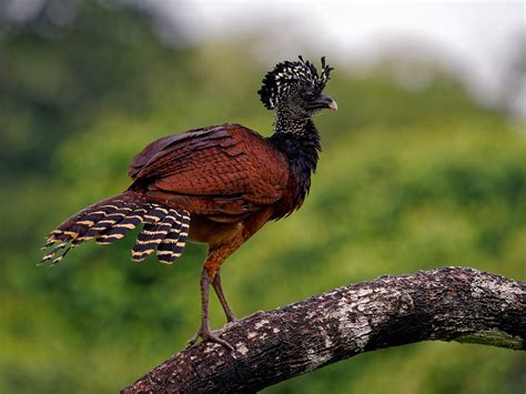 Great Curassow Bird Facts (Crax rubra) | Bird Fact