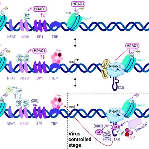 Transcriptional Stochasticity Of HIV 1 Promoter Is Regulated By Host