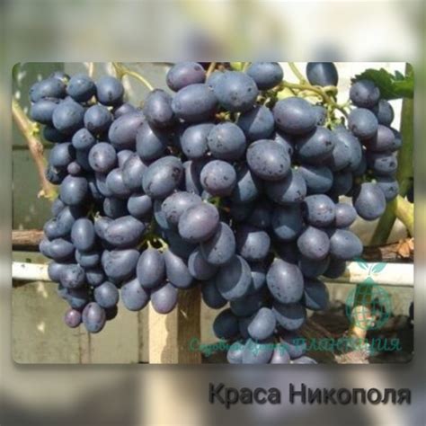 Садовый центр ПЛАНТАЦИЯ. Ландшафтный дизайн, производство посадочного ...