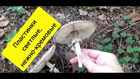 Гриб зонтик краснеющий или лохматый. - YouTube